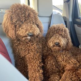 Goldendoodles from GoldenDoodles Cape Coral