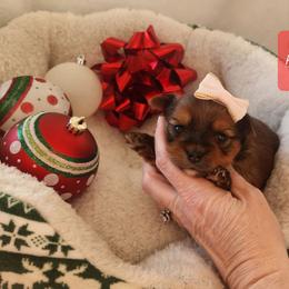 Ophelia - Gold female Yorkshire Terrier puppy in Dallas, North Carolina from Mandy's Miracles