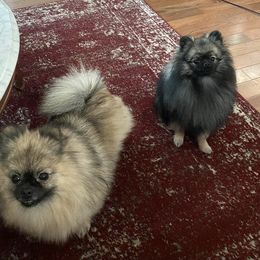 Pomeranians from Nicole's Pomeranians