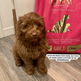 Australian Labradoodle and Labradoodle Puppies from Doodles_Ko