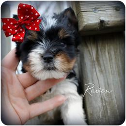 Yorkshire Terrier Puppies from Danielle's Yorkie Babies