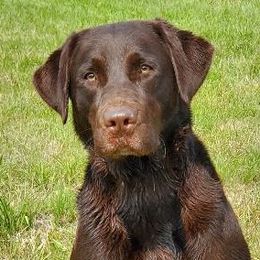 Gertie - Labrador Retriever
