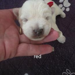 Girl 3 - White female West Highland White Terrier puppy in Mayo, Florida from Carrot Tails LLC