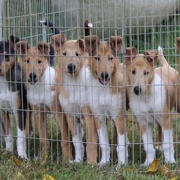 Collies from Halcyon Days Collies