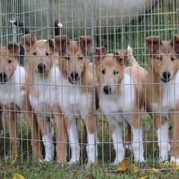 Collies from Halcyon Days Collies
