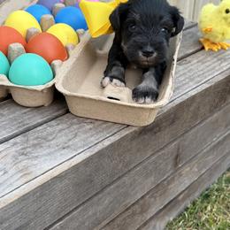 Yellow boy - Black and silver male Miniature Schnauzer puppy in Garrison, Texas from RNH Schnauzers