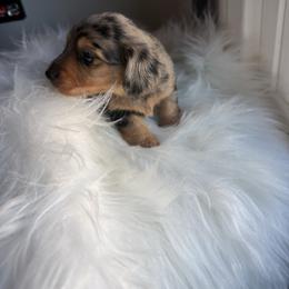 Elsa - Dapple female Dachshund puppy in Anaheim, California from SoCal Mini Dachshunds