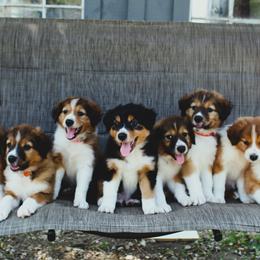 English Shepherd Puppies from Town & Country English Shepherds