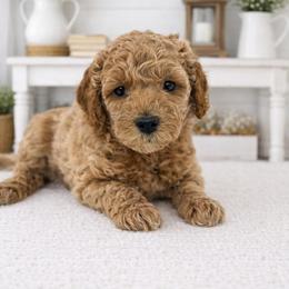 Jan Brady - Apricot female Goldendoodle puppy in O'fallon, Missouri from Rockin R Doodles