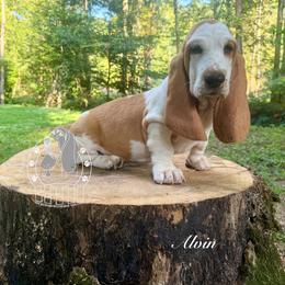 Alvin - Lemon and white male Basset Hound puppy in Dingess, West Virginia from Tuckers' Howling Hounds