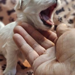 Maltese Puppies from Emotional Amor Support