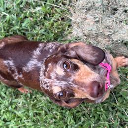 Flower - Dachshund