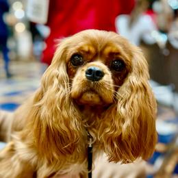 Ginger - Cavalier King Charles Spaniel
