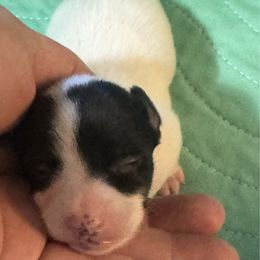 Girl 1 - White and black female Toy Fox Terrier puppy in Briggs, Texas from TAC Team Kennels