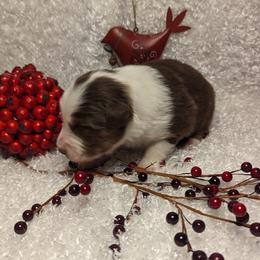 Australian Shepherd Puppies from Firelight Australian Shepherds
