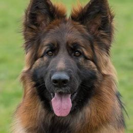 Abby - German Shepherd