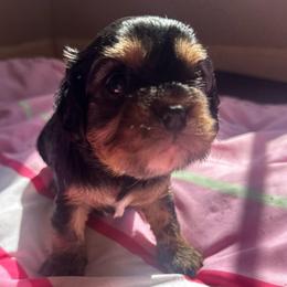 Dolly - Black and tan female Cavalier King Charles Spaniel puppy in Watkinsville, Georgia from Cavaliers of Windsor
