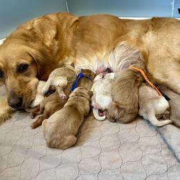 Boy 5 - Golden male Golden Retriever puppy in Star, Idaho from Gold Treasure Retrievers