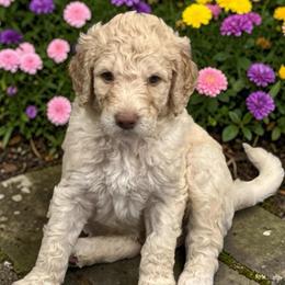 Lennon - Cream male Goldendoodle puppy in Prosperity, Pennsylvania from Stelladoodles & Company