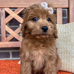 Funnel Cake - Red  female Goldendoodle puppy in Sunman, Indiana from Brunsman Country Doodles LLC