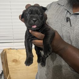 Cane Corso Puppies from Double C Cane Corso Kennel
