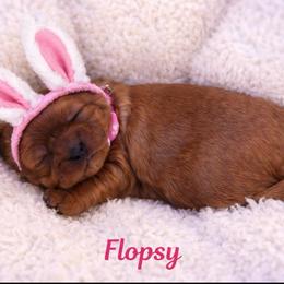 Flopsy - Ruby female Cavalier King Charles Spaniel puppy in London, Arkansas from Frosty’s Cavaliers