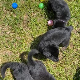 German Shepherd Puppies from Bell’s Shepherd Acres