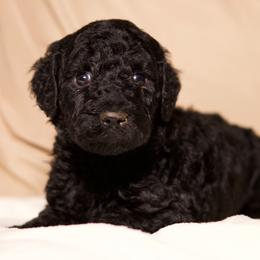 Aria (Pink Collar) - Black female Goldendoodle puppy in Palmetto Bay, Florida from SOMIDOODLES
