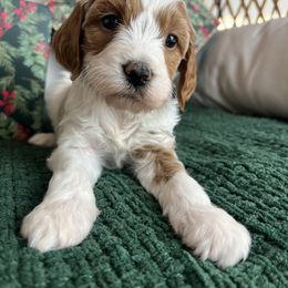 Noelle - Parti female Goldendoodle puppy in Ottawa, Ohio from Simply Beautiful Goldendoodles
