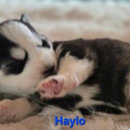 Haylo - Black and white male Pomsky puppy in Coatesville, Pennsylvania from Peaceful Pomskys