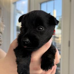 Rachel - Black brindle female Scottish Terrier puppy in Oak Harbor, Washington from Nicole's Scottish Terriers