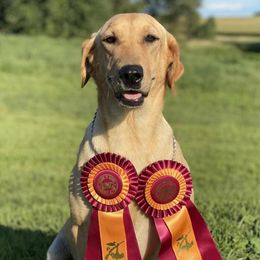 Labrador Retrievers from Cameo Place Kennels