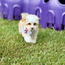 Starburst - Caramel red female Australian Labradoodle puppy in Calhoun, Louisiana from Arrowhead Australian Labradoodles