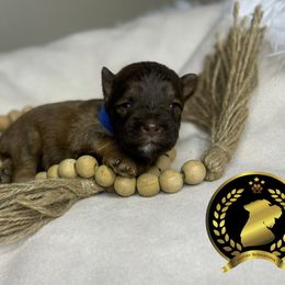 Miniature Schnauzer Puppies from Forever Schnauzers