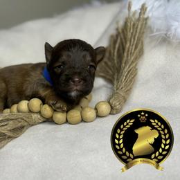 Miniature Schnauzer Puppies from Forever Schnauzers