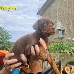 Waylon - Red and rust male Doberman Pinscher puppy in Mount Orab, Ohio from Heyne Kennels
