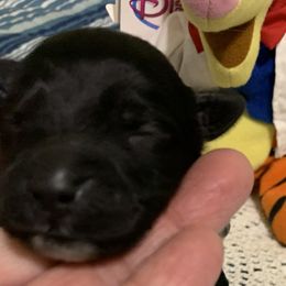Boy 1 - Black and white Portuguese Water Dog puppy in Lakeview, Michigan from Cedar Creek Portuguese Water Dogs