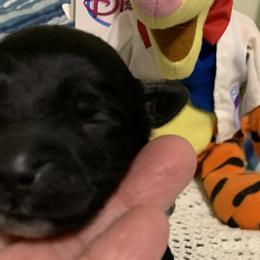 Boy 1 - Black and white Portuguese Water Dog puppy in Lakeview, Michigan from Cedar Creek Portuguese Water Dogs