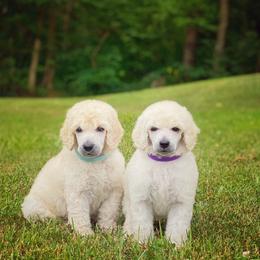 Poodles from Anolani