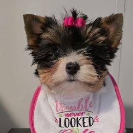 Miss Nellie - Black tan and white female Biewer Terrier puppy in Richwood, Ohio from Sweet Shoppe of Biewers and Biros