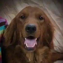 Taylor - Golden Retriever