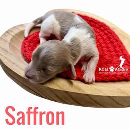 Saffron - Fawn (isabella) and tan female Dachshund puppy in Kemp, Texas from Koli Acres