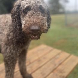 Reese - Goldendoodle