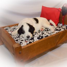 Goldendoodle Puppies from Tbear's Doodles