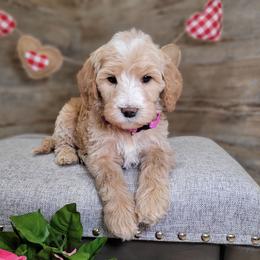 Scott - Red  male Goldendoodle puppy in Woodburn, Indiana from DNLS Doodle Puppies