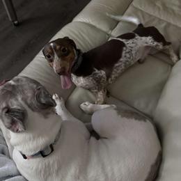 Dachshund Puppies from SouthernMama Doxies