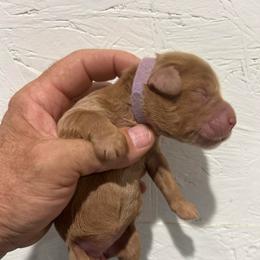 Opal - Red female Whoodle puppy in Pima, Arizona from Schmidt's K9s
