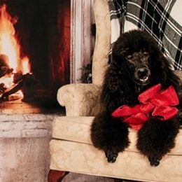 Poodles from TJMR Kennels