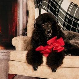 Poodles from TJMR Kennels