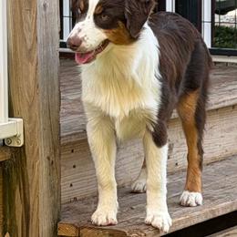 By - Red tri-color female Miniature American Shepherd puppy in Garysburg, North Carolina from Schaefer's Miniature American Shepherds